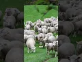 Sheep Made of Q-Tips