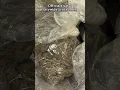 More than 225 pounds of marijuana seized in NJ city