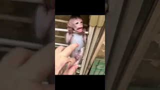 گیر افتادن بچه میمون بین نرده ها Issam Talha میمون Monpai Babymonkeycry Babymonky Funny Cute 