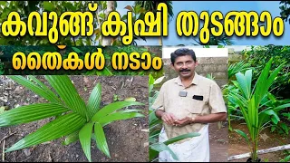 ചെറിയ പറമ്പിൽ നിന്ന് കൂടുതൽ ആദായം ലഭിക്കുന്ന കൃഷി Arecanut Cultivation in Kerala