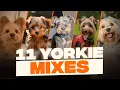 Yorkie Mixes 11 Cutest Yorkshire Terrier Crossbreeds That You Never Knew