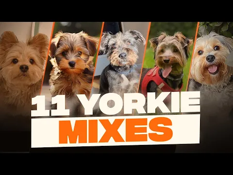 Download MP3 Yorkie Mixes: 11 Cutest Yorkshire Terrier Crossbreeds That You Never Knew