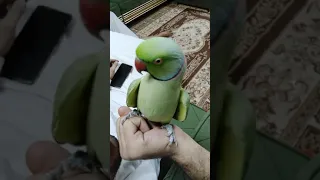 ببغاء يتكلم دندنها