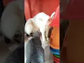 cat sksoss soos deksoe wkwk