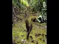 Download Lagu #dove trap #bird trap