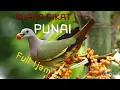SUARA PIKAT BURUNG PUNAI Full 1jam