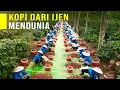Download Lagu Bangga! Kopi Arabika Dari Ijen Jadi Primadona Pasar Ekspor