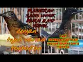 Download Lagu MASTERAN SADIS UNTUK MURAI BATU TROTOL