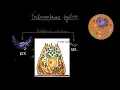 Endoplasmic reticulum and Golgi bodies Cell the unit of life Biology Khan Academy