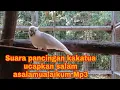 Download Lagu Masteran kakatua bicara sangat cocok buat melatih agar kakatua cepat bicara