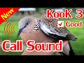 Birds Hunting Call, Bird Sound Trap, Terkukur Sound Trap, Dove Sound Trap.