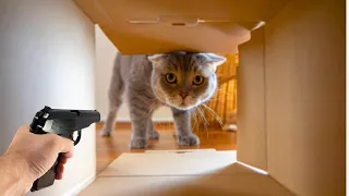 Try Not to Laugh Cats and Dogs 🐶🐱 | Funny Animal Videos