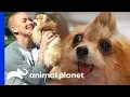 Super Scootie Gets A Loving New Home Amanda To The Rescue