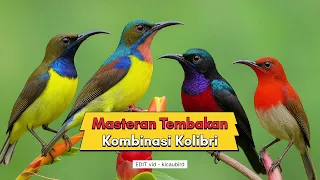 masteran burcil kombinasi tembakan sadis masteranburung kicaania