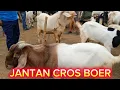 JANTAN CROS BOER DI PRINGSEWU LAMPUNG ‼️