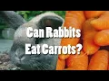 do rabbits eat carrots