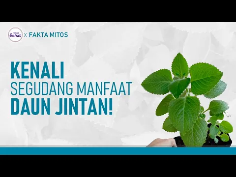 Manfaat Daun Jinten untuk Kesehatan dan Efek Sampingnya