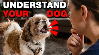 What is Your Shih Tzu Saying when Barking?