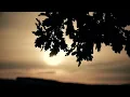 Relaxing Music with Nature Sounds, Forest  Music, Sleep Music, Meditation Music