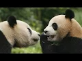 Giant pandas have less habitat than 30 years ago