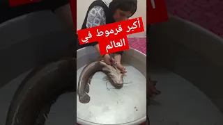 أكبر قرموط في العالم دندنها