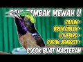 Download Lagu MASTERAN KOLIBRI NINJA FULL MATERI ROLL TEMBAK MEWAH INI, 99% COCOK BUAT PANCINGAN KONIN CEPAT GACOR