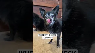 Where The Heck Is Mom ORIGINAL By Puppy Songs Available On Spotify Apple Music 