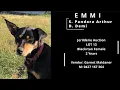 Jerilderie Dog Auction-Lot 13 - EMMI Vendor GARNET MALDANER P 0427-167-364