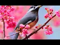 Download Lagu Relaxing music treats diseases of the heart and blood vessels | Gentle music
