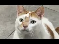 Download Lagu Cat pays back to vet in sweetest way
