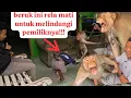Lagu eksperimen apakah monyet beruk akan menjaga owner nya dari serangan beruk lain?
