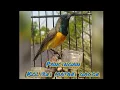Download Lagu Kolibri matahari | sogon matari | matari gacorrr