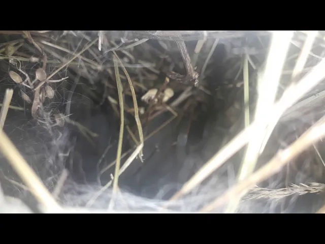 ახალ დაბადებული ბაჭიები