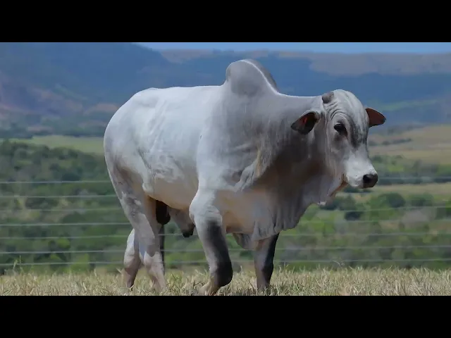 Touro Nelore SABZ - 92