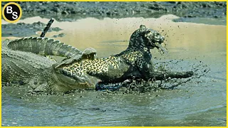 Download Extreme Battle Crocodile VS Big Cat | Crocodile Eats Big Cats MP3