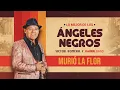 Murió la flor “Lo Mejor de los Ángeles Negros” (En Vivo) Víctor Romero & Karibe Band