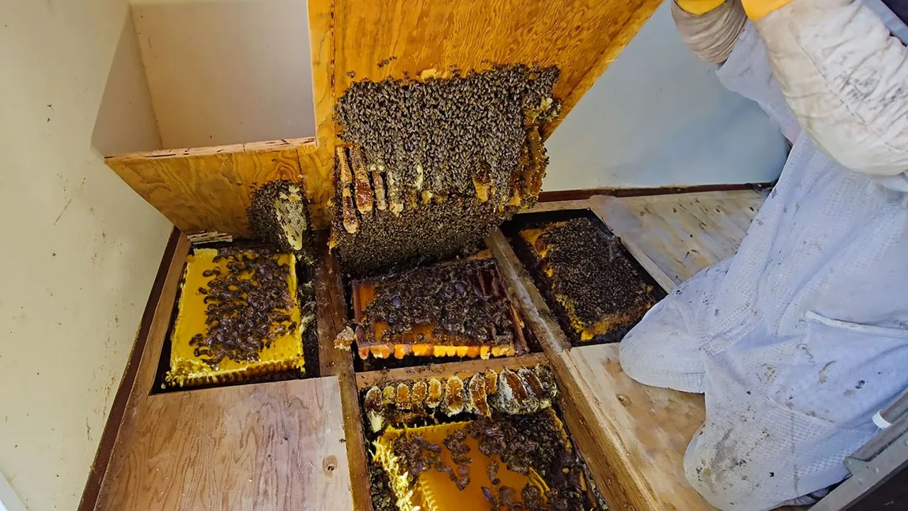 Biggest Hive We've Discovered in Years — Over 100,000 Bees Inside!