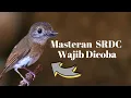 Download Lagu MASTERAN SRDC BALI NGEPLONG - srdc bahan auto respon
