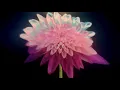Yorkston/Thorne/Khan - Sukhe Phool (Max Cooper Firefly Remix) (Official Audio)
