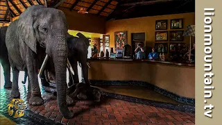 Download The Elephants that came to dinner 🐘🐘🐘 | Mfuwe Lodge, Zambia MP3