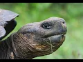 Reptiles Diversity Feeding Defense