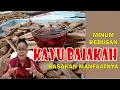 Download Lagu KAYU BAJAKAH................. BANYAK MANFAATNYA UNTUK KESEHATAN