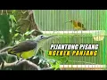 Download Lagu MASTERAN || PIJANTUNG PISANG GACOR~ SUARA KASAR,TAJAM \u0026 NGEKEK PANJANG
