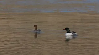 A North American Common Merganser drake swims along on a northern USA Beaver pond as the hen dives