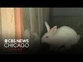 Petco to stop selling rabbits in its stores