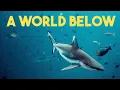 Lagu A World Below | Cinematic - Maldives, South Ari Atoll