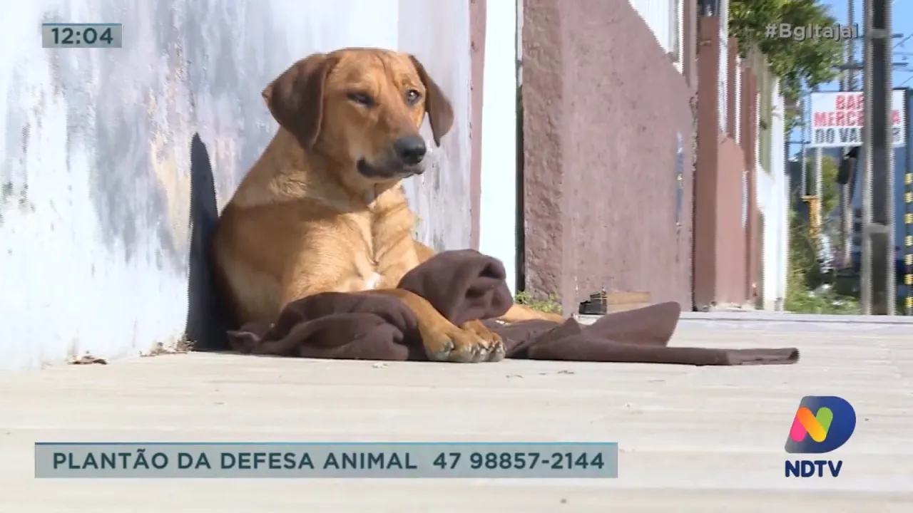 Animais de rua ganham casinhas improvisadas para fugir do frio extremo