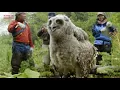 Download Lagu Astaga,! Ternyata begini Burung Hantu Terbesar di Dunia, gak nyangka banget,!