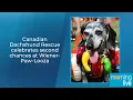 Canadian Dachshund Rescue celebrates second chances at Wiener-Paw-Looza