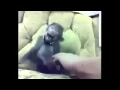 monyet ketawa lucu